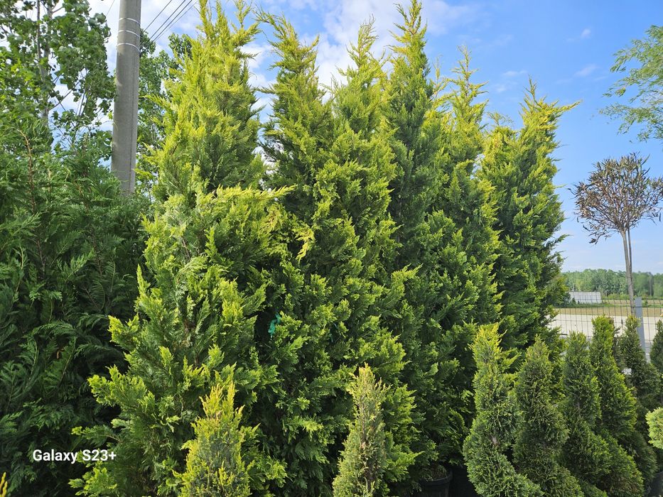 Vindem tuia leylandii gold ryder de calitate extra