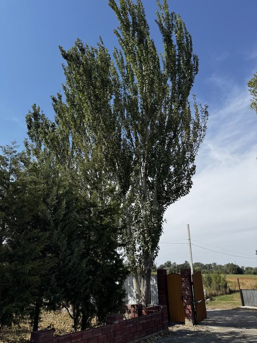 Дерево беслпатно