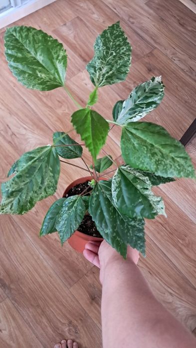 Комнатные цветы неприхотливые