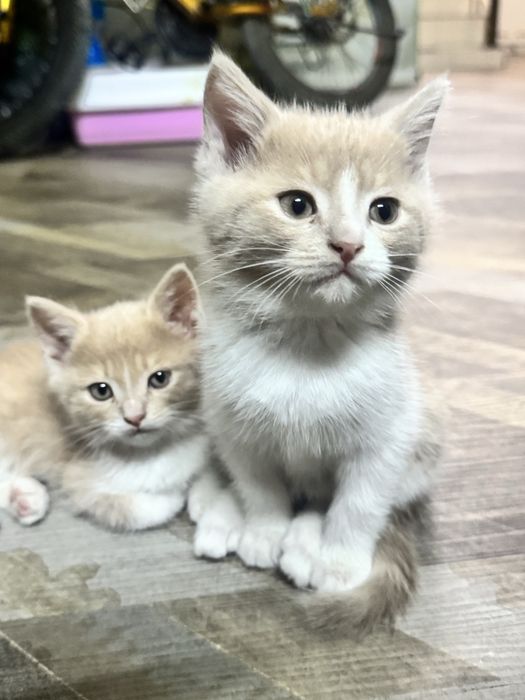 Чиройли уйинкарок фольд ва страйт британский мушукча сотилади