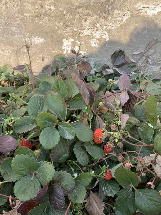 Саженцы клубники сладкие