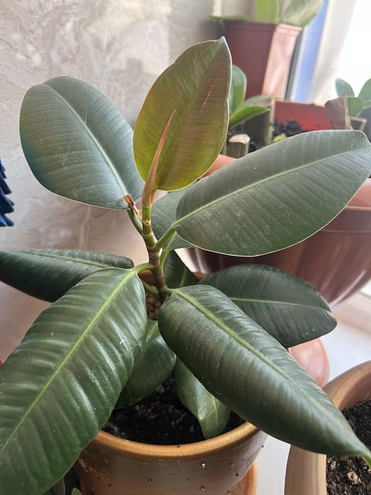 Цветок Долларовое дерево и др.