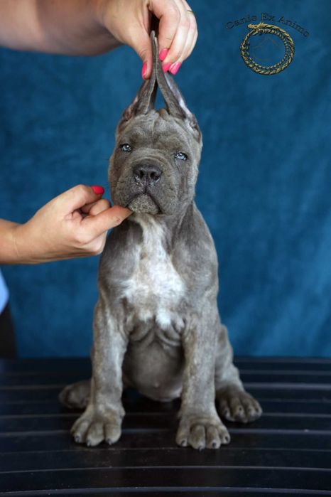 Pui Cane Corso- Pedigree FCI