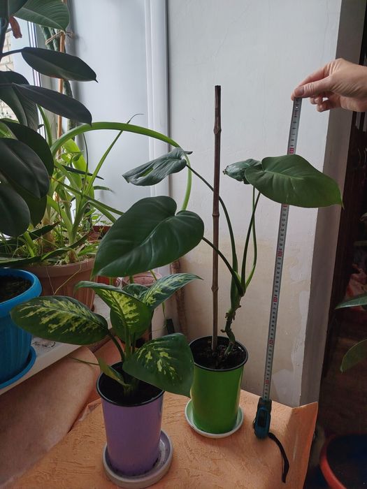 Комнатные цветы продам