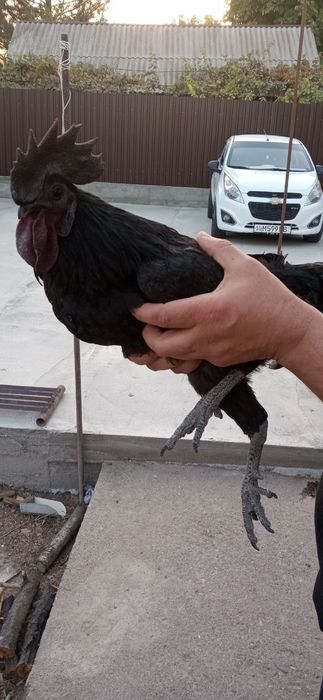 Ухейилюй парода  питух