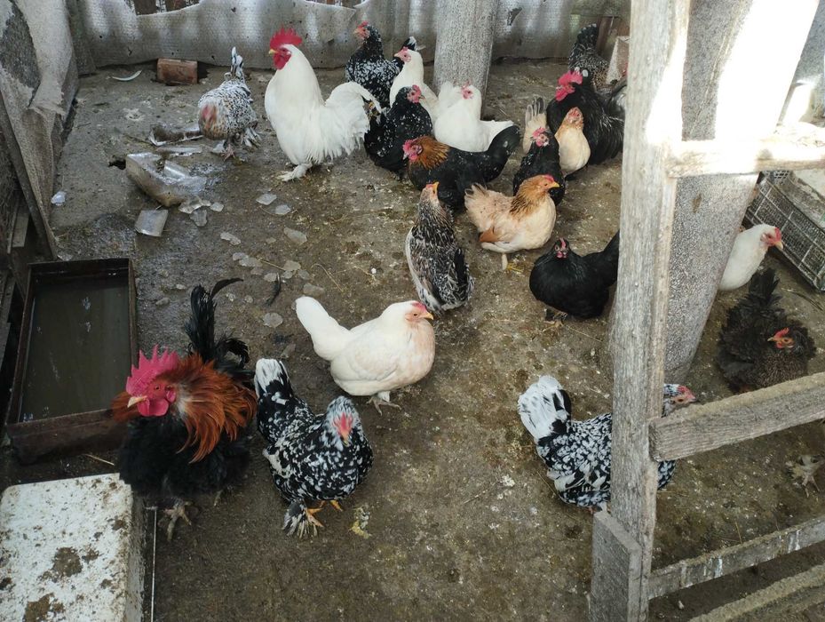 Vând găinușe și cocoșei pitici