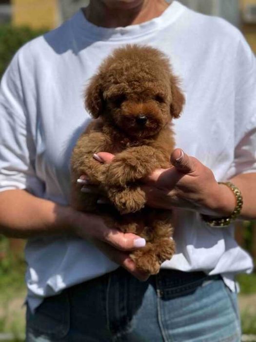Pudel toy/mini red,pui superb din părinți cu pedigree la 2 luni