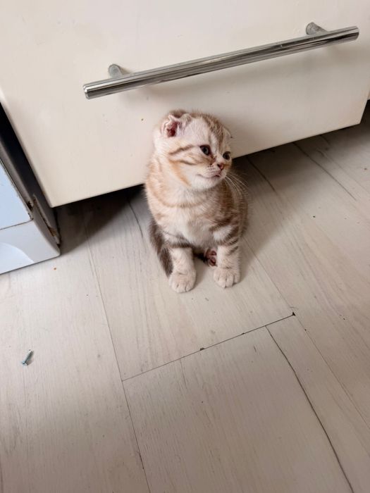 Продам шотландских котят