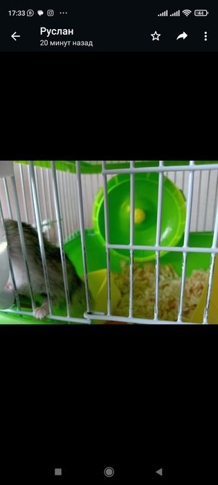 милые Джунгарики