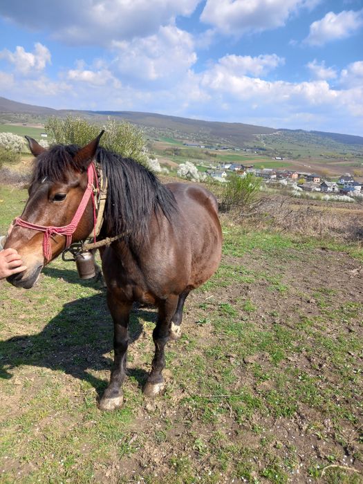 Iapă de vânzare,  foarte cuminte