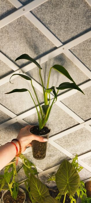 Монстера        .