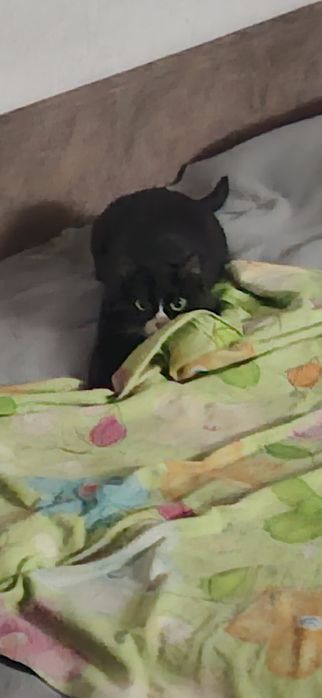 Продам кошку в добрые руки