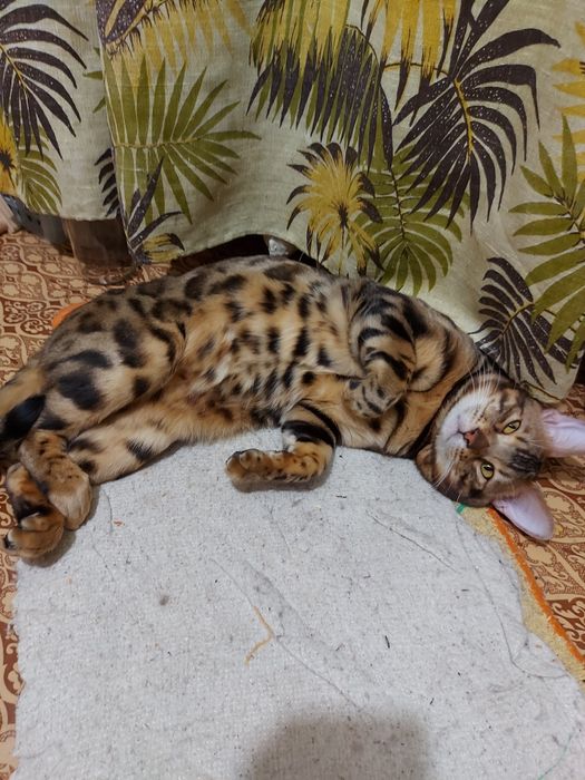 Продам бенгальского кота