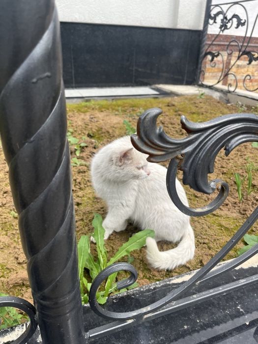 Qiz bola uy mushugi chiroyli aqlli hadyaga beriladi