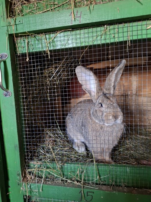 Iepuri ug de diferite vîrste din cuiburi separate