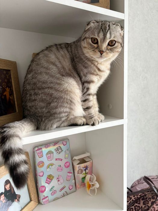 Котенок вислоухий шотландец