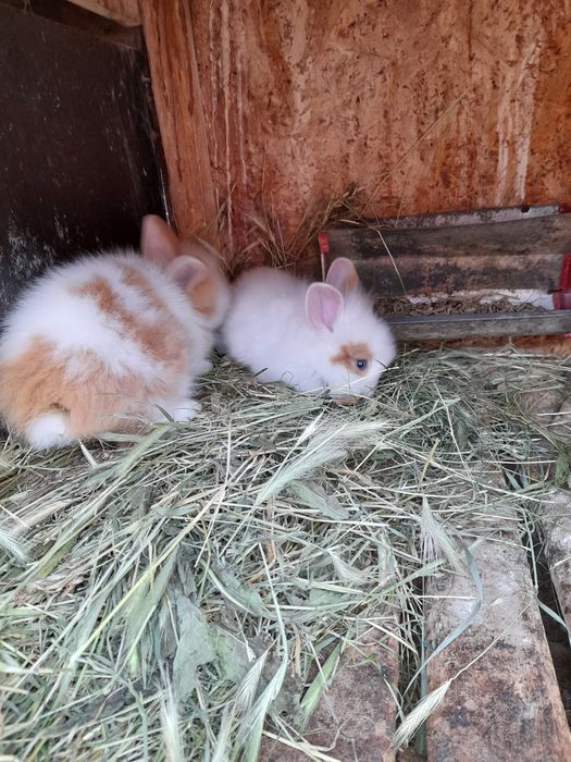 Iepuraș cap de leu pitic doar iasi