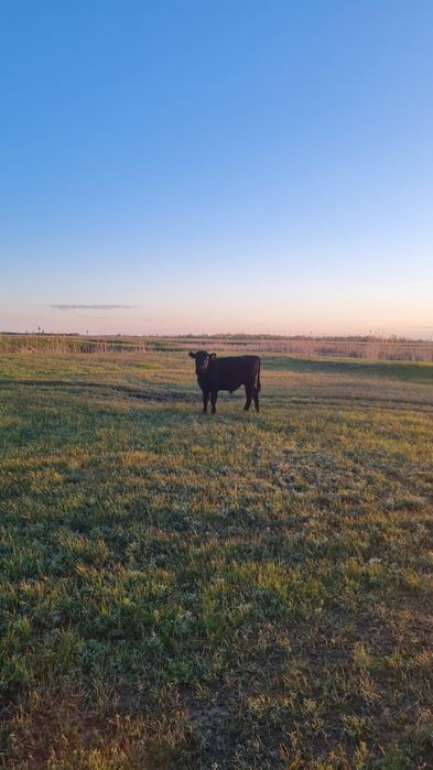 Бұқа баспақтар (бычки) сатамын