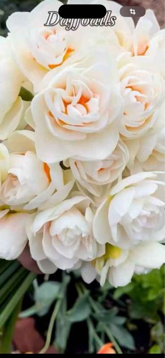 Bulbi de narcise 50 lei kg