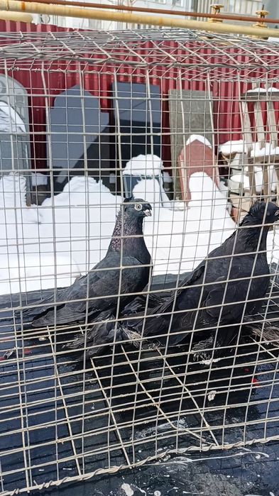 Голуби жуки двухчубые