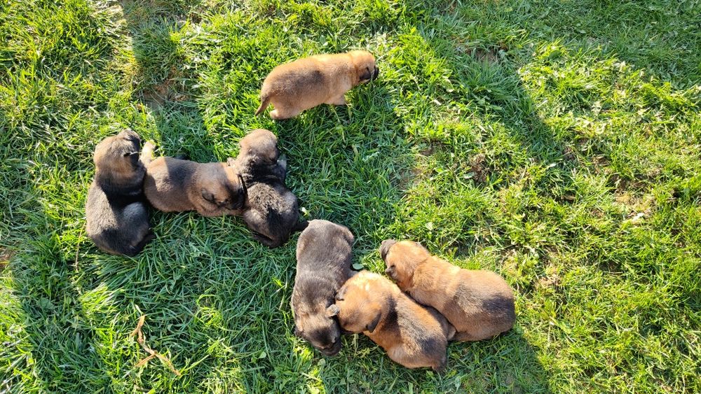 Donez căței de talie medie