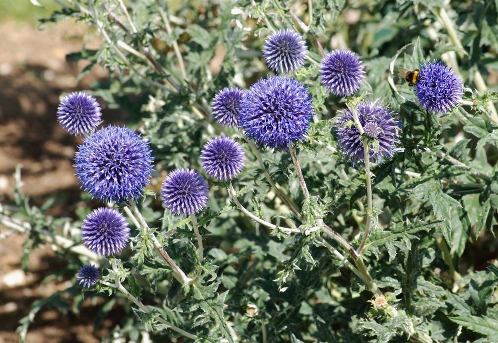 Echinops ritro radacina nuda