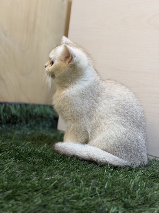 British short hair chinchilla