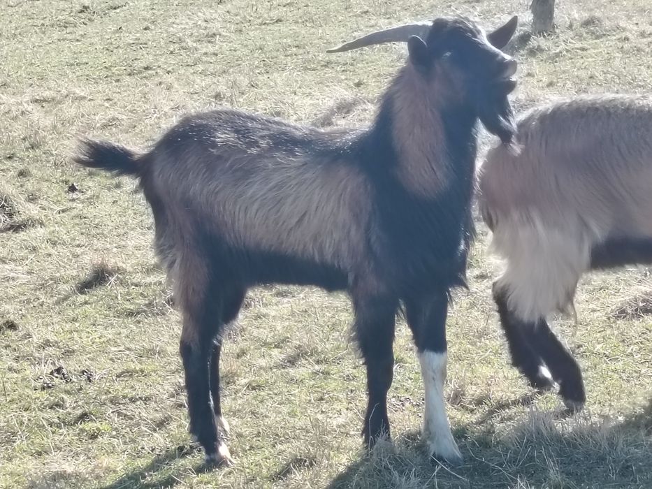 iezi alpini francezi