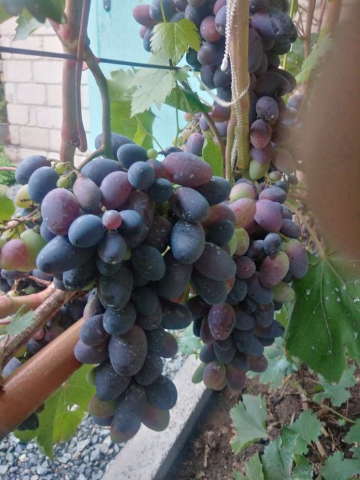 Продам саженцы столового винограда.