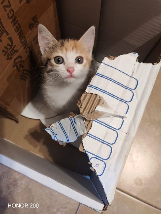 Отдам котёнка в добрые руки