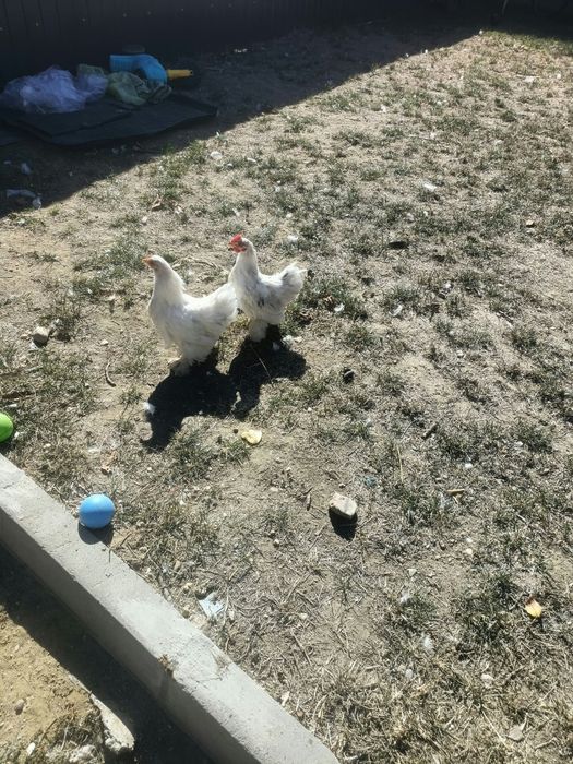 Vand o pereche de pui de chochina pitci