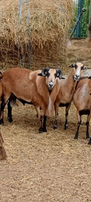 Vând berbec Camerun