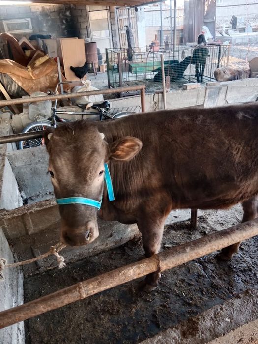 Саммсунгс25фе упр