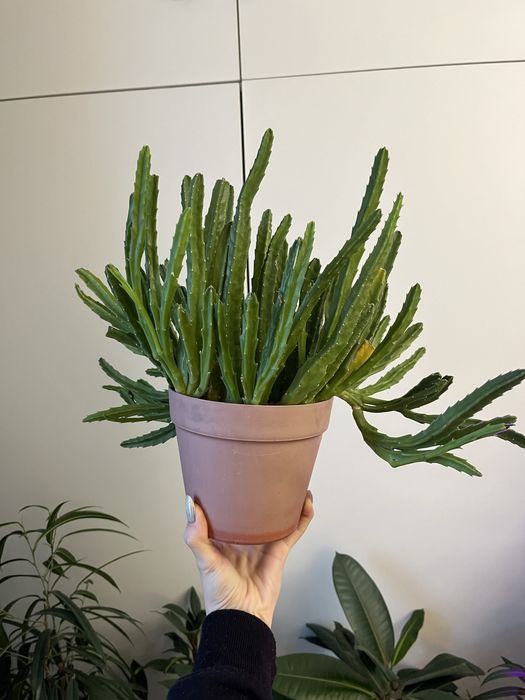 Цветок кактус Стапелия