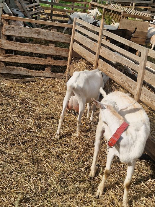 16 miei si.15 capre de vanzare