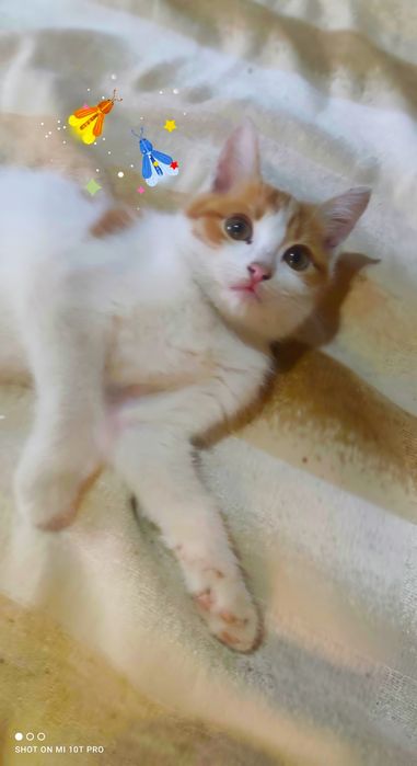 Отдам котёнка в добрые руки