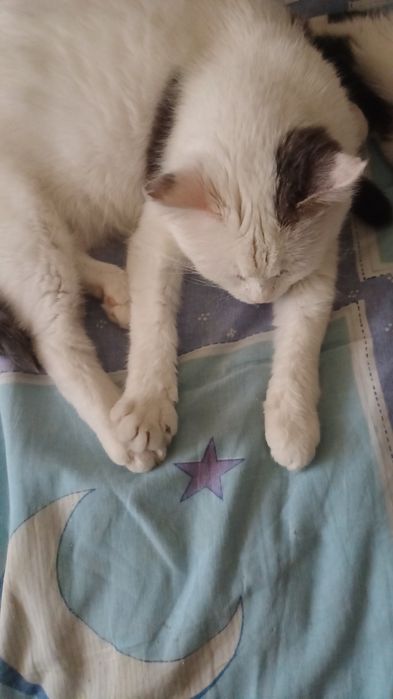 Кошкп Апашка ищет дом