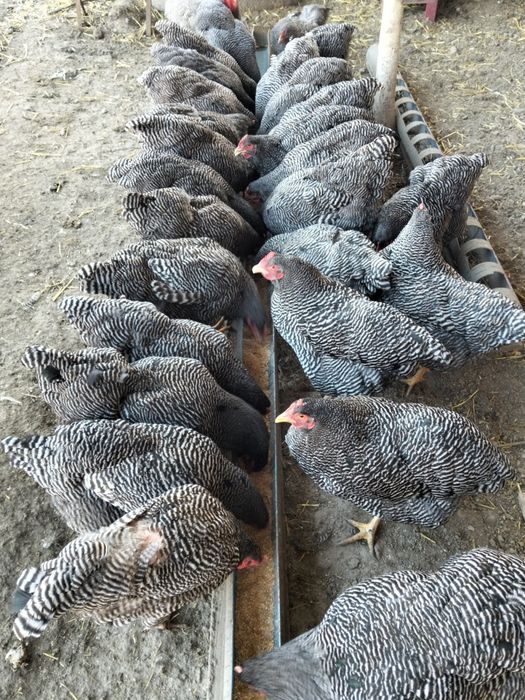 Pui Plymouth rock barat