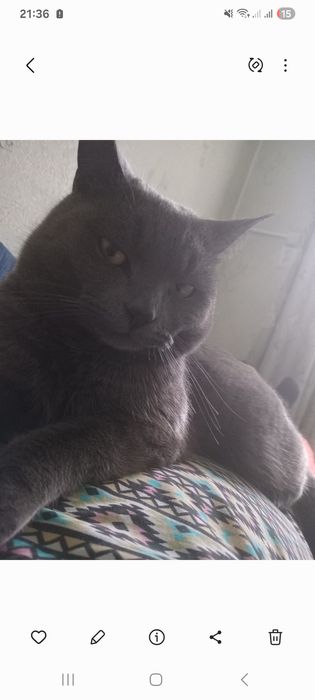 Ищу взрослого кота, пропал