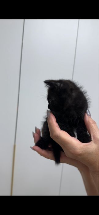 Котята бесплатно