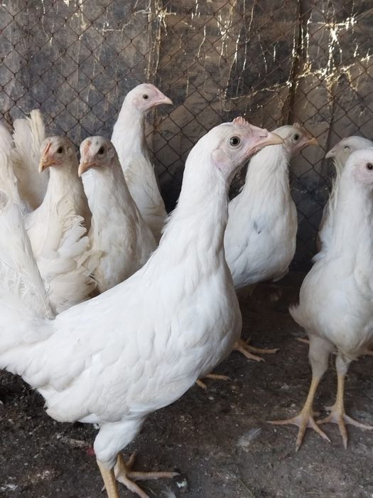 Продам куры домашние