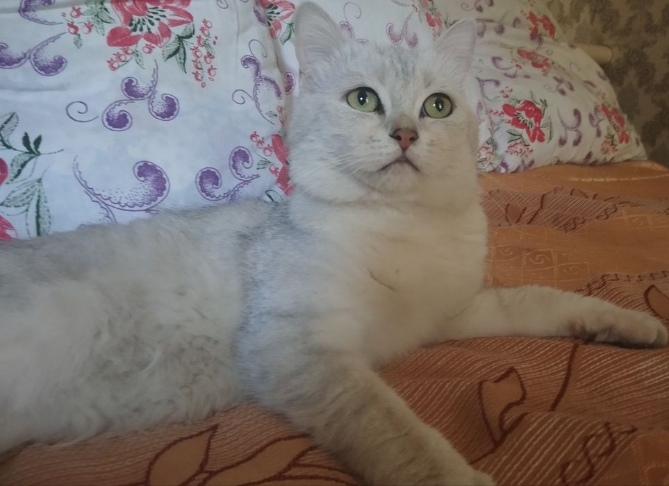 Вязка шиншилла серебро