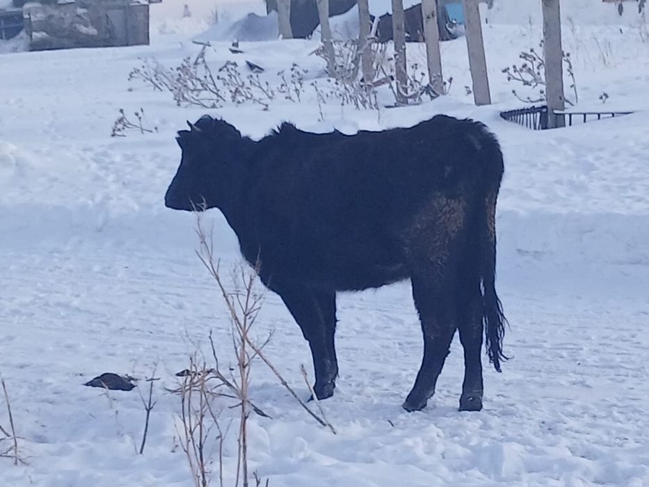 Сиыр/корова…………..