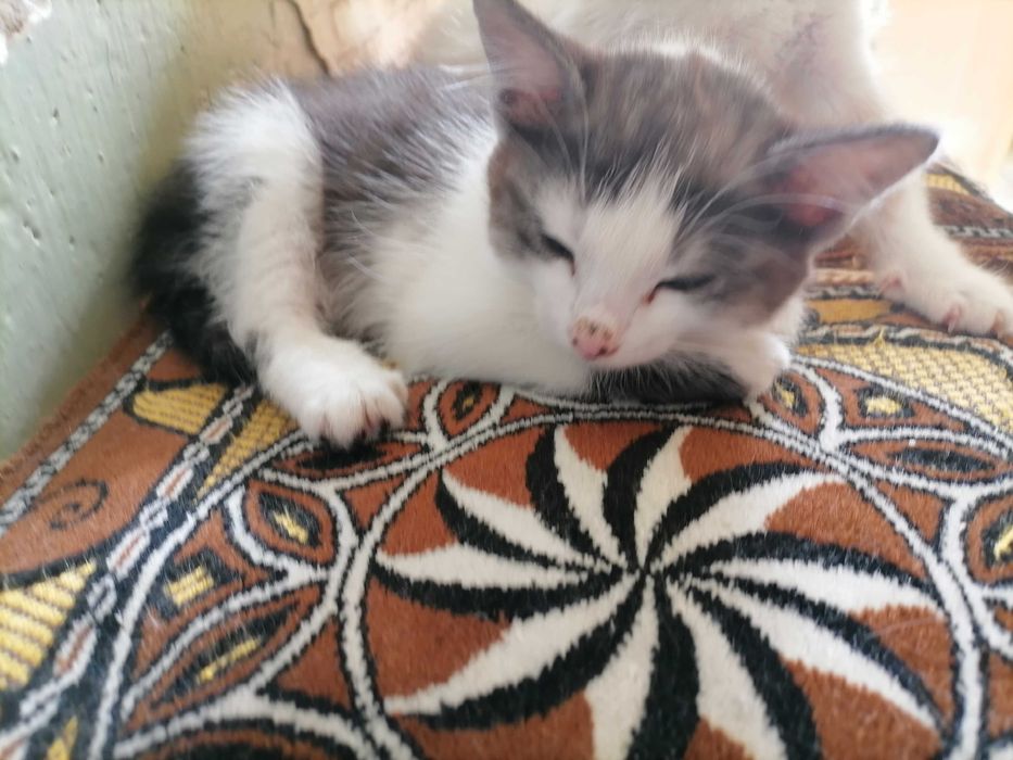 Котики сиамские, домашние.