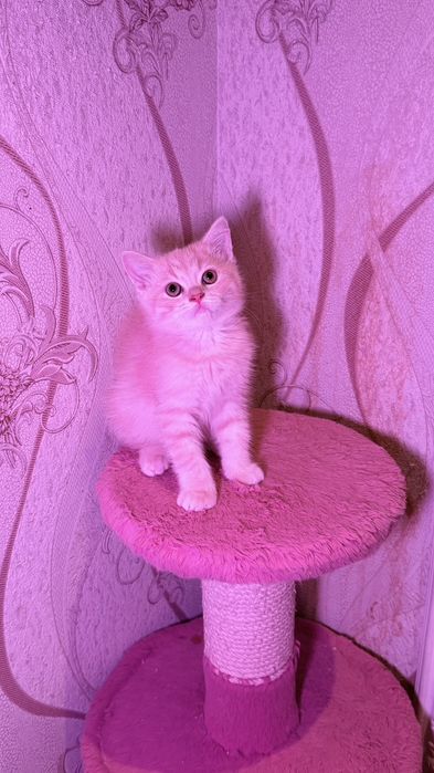 Чистокровные британские короткошерстные котята