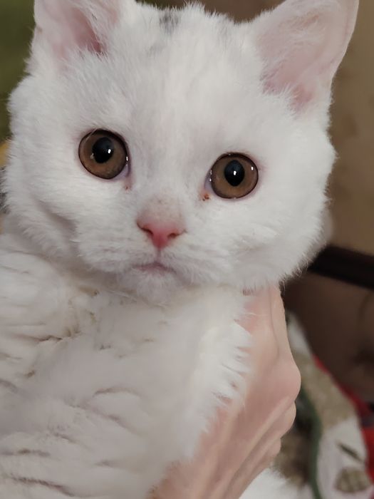 Селкирк Рекс кудрявые котята