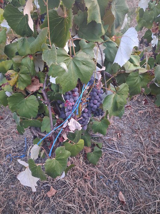 Vând struguri pentru vin
