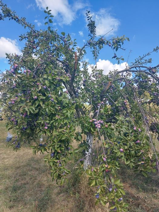 Vând prune soi Anaspet