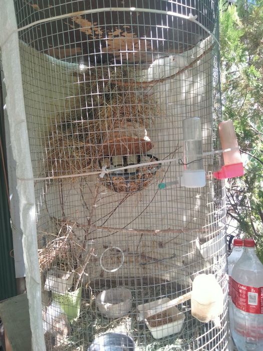 Срочно продам амадинов 6шт.