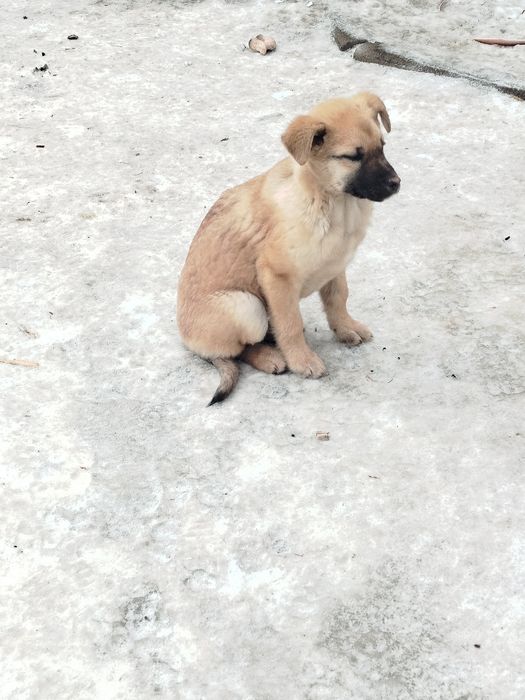 Отдам щенят сосновый бор